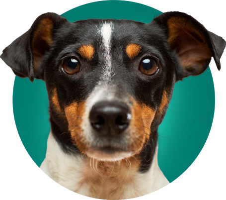 O AMAVet é um programa de relacionamento direcionado às clínicas veterinárias